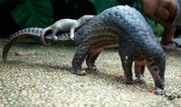 Pangolin in Ghana